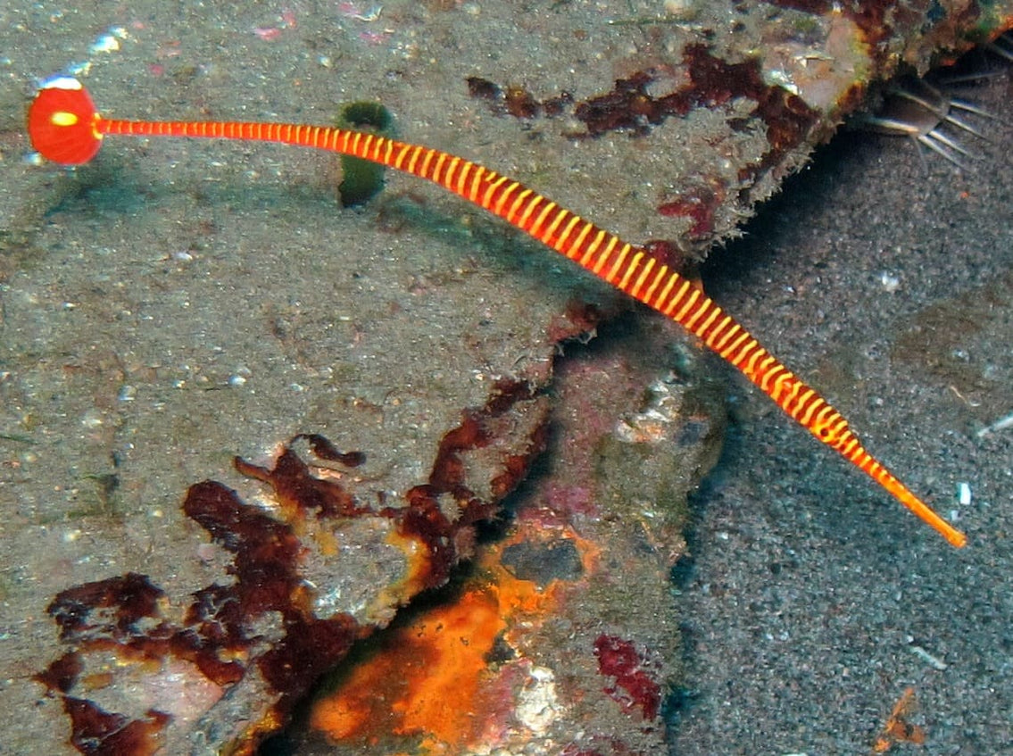 Red Banded Pipefish (Doryrhamphos Multiannulators) Shop Fishfor $59 ...