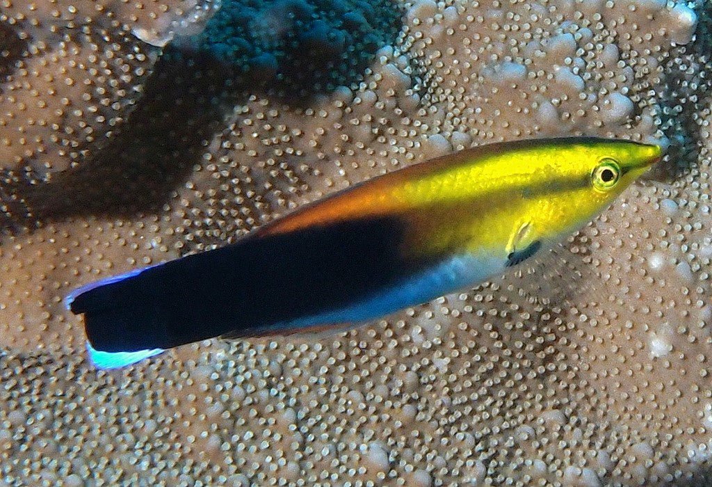 Redlip Cleaner Wrasse (Labroides rubrolabiatus) Shop Fishfor $135 ...