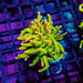 REx Dream Venom Torch Rare – WYSIWYG specimen A
