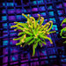 REx Dream Venom Torch Rare – WYSIWYG specimen B