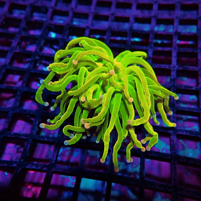 REx Dream Venom Torch Rare – WYSIWYG specimen C