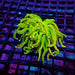 REx Dream Venom Torch Rare – WYSIWYG specimen C