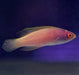 Rhomboid Golden Fairy Wrasse (Cirrhilabrus Rhomboidalis) Female - Reef Exclusive MA LLC