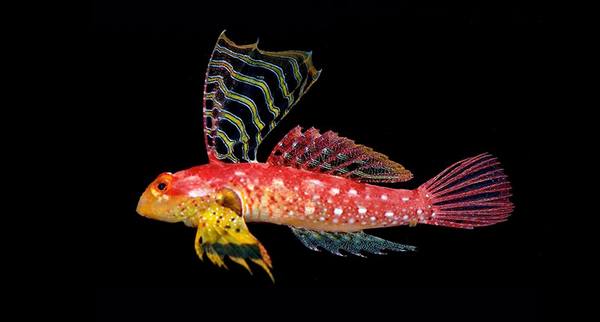Ruby Red Dragonet (Synchiropus Sycorax) Male Shop Fishfor $50 - Large ...