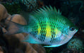Staghorn Damsel (Amblyglyphidodon Curacao) - Reef Exclusive MA LLC
