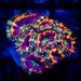 Super Ultra Acan Frag - Reef Exclusive MA LLC