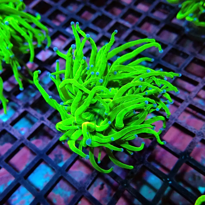 Ultra Green Torch Coral – WYSIWYG specimen A