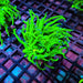 Ultra Green Torch Coral – WYSIWYG specimen A