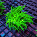 Ultra Green Torch Coral – WYSIWYG specimen B