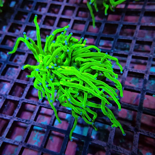 Ultra Green Torch Coral – WYSIWYG specimen C