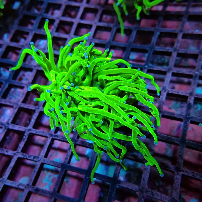 Ultra Green Torch Coral – WYSIWYG specimen C