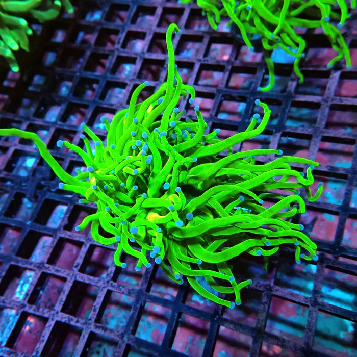 Ultra Green Torch Coral – WYSIWYG specimen D