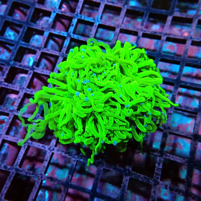 Ultra Green Torch Coral – WYSIWYG specimen E