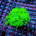 Ultra Green Torch Coral – WYSIWYG specimen E