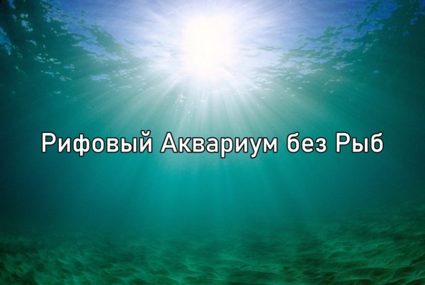 rifovyj-akvarium-bez-ryb
